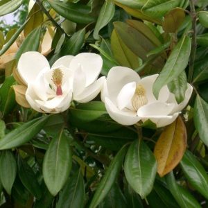 Magnolia grandiflora 'Goliath'/ Örökzöld liliomfa