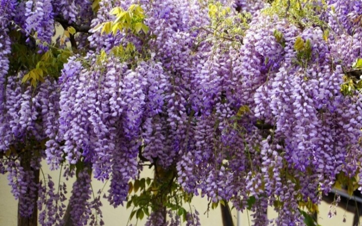 Wisteria sinensis / Kínai lilaakác