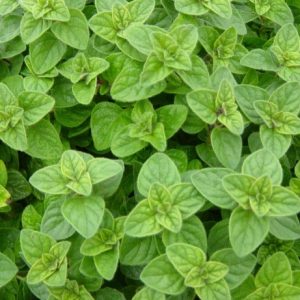 Origanum vulgare / Közönséges szurokfű (Oregano)