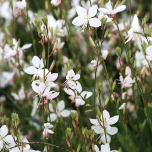 Gaura lindheimeri 'Whirling Butterflies'/ Díszgyertya