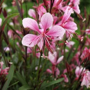 Gaura lindheimeri 'Siskiyou Pink'/ Díszgyertya
