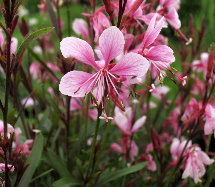 Gaura lindheimeri 'Siskiyou Pink'/ Díszgyertya