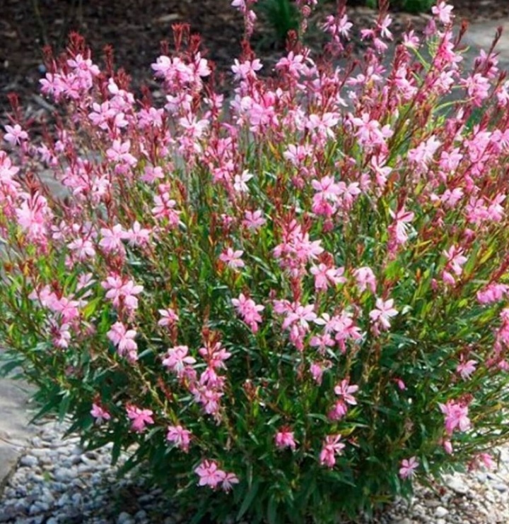 Gaura lindheimeri 'Siskiyou Pink'/ Díszgyertya - Image 2