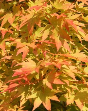 Acer palmatum 'Sango Kaku'/ Zöldlevelű Japánjuhar - Image 2