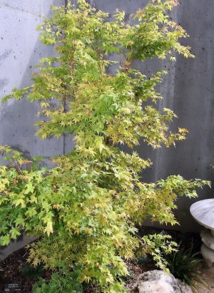 Acer palmatum 'Sango Kaku'/ Zöldlevelű Japánjuhar - Image 3