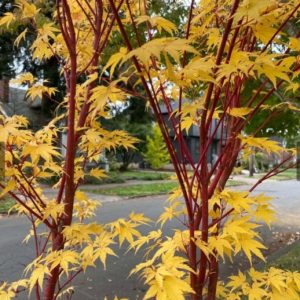 Acer palmatum 'Sango Kaku'/ Zöldlevelű Japánjuhar - Image 4