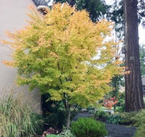 Acer palmatum 'Sango Kaku'/ Zöldlevelű Japánjuhar