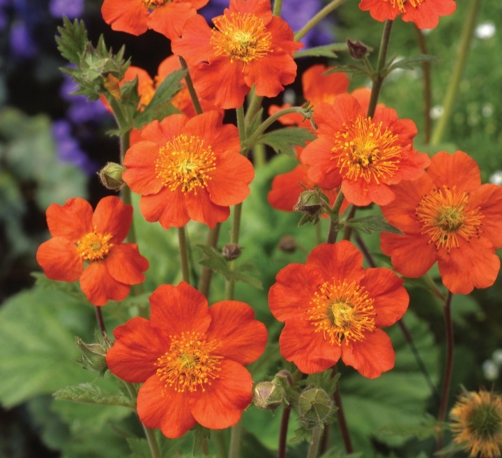 Geum coccineum 'Borisii'/ Gyömbérgyökér