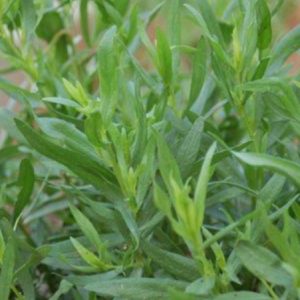 Artemisia dracunculus/ Tárkony
