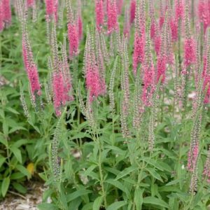 Veronica spicata 'Red Fox'/ Macskafarkú veronika