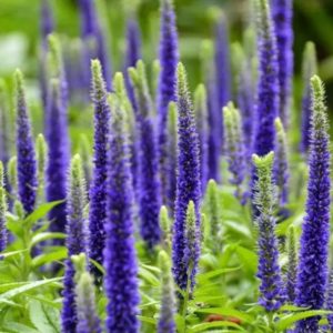 Veronica spicata 'Ulster Dwarf Blue'/ Macskafarkú veronika