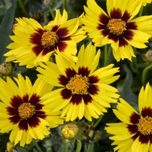 Coreopsis grandiflora 'Sunkiss Yellow Red'/ Nagyvirágú menyecskeszem
