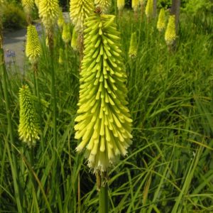 Kniphofia 'Lemon Popsicle'/ Fürtös fáklyaliliom