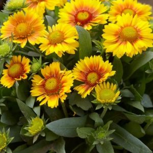 Gaillardia aristata 'Arizona Apricot'/ Kokárdavirág