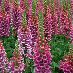 Digitalis purpurea 'Hanabee Pink'/ Gyűszűvirág