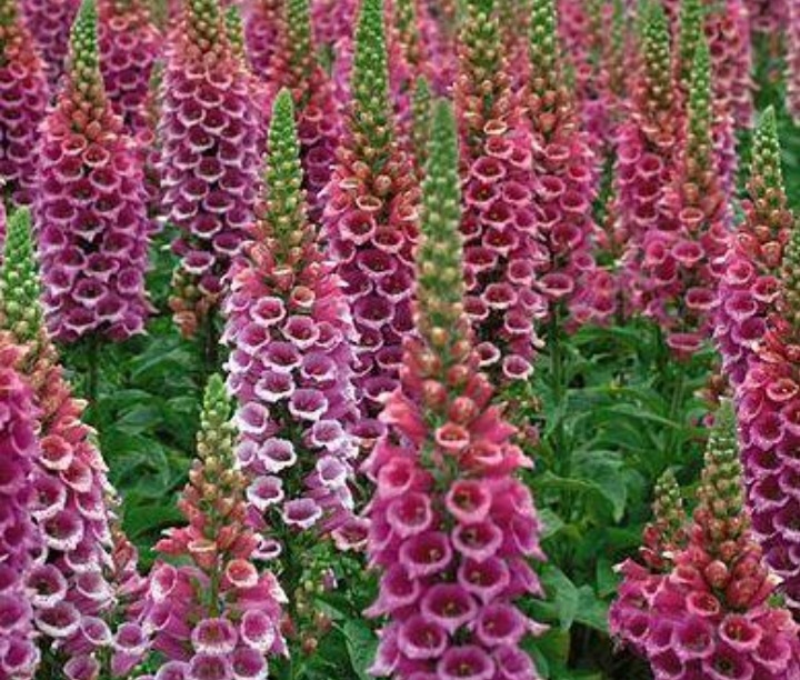 Digitalis purpurea 'Hanabee Pink'/ Gyűszűvirág