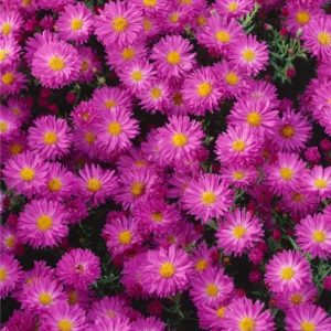 Aster domosus 'Herbstgrüss von Bresserhof'/ Törpe őszirózsa