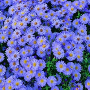 Aster domosus 'Lady in Blue'/ Törpe őszirózsa