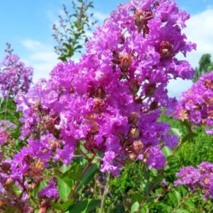 Lagerstroemia indica 'Superviolacea'/ Kínai selyemmirtusz