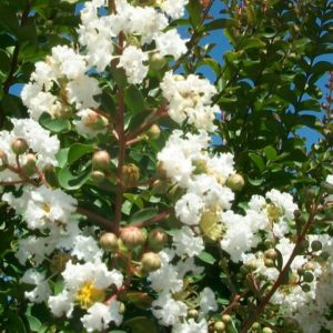 Lagerstroemia indica 'Alba'/ Kínai selyemmirtusz