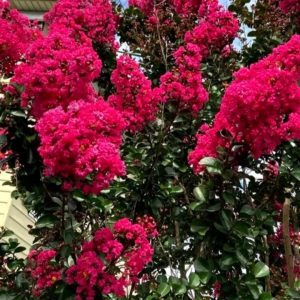 Lagerstroemia indica 'Rubra'/ Kínai selyemmirtusz
