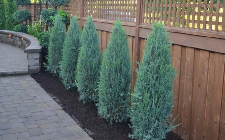 Juniperus scopulorum 'Blue Arrow'/ Kék oszlopos boróka - Image 2
