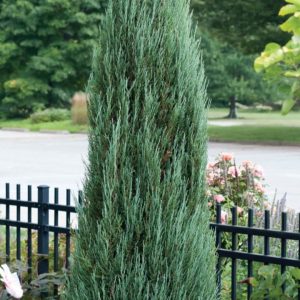 Juniperus scopulorum 'Blue Arrow'/ Kék oszlopos boróka