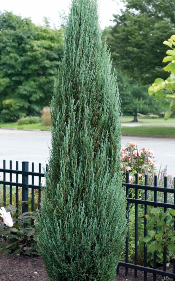 Juniperus scopulorum 'Blue Arrow'/ Kék oszlopos boróka