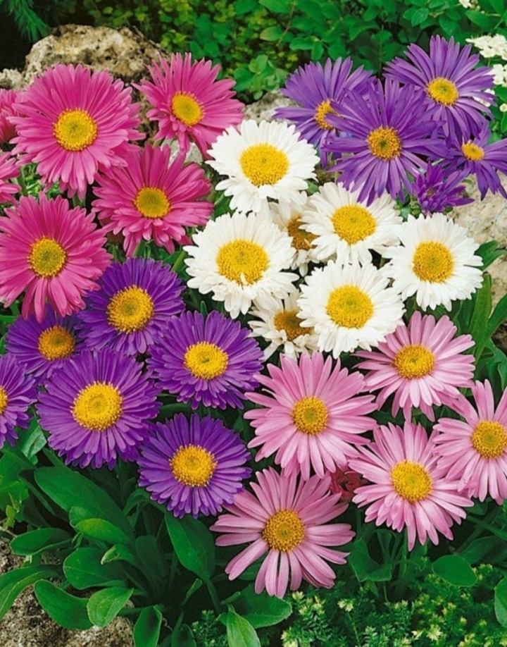 Aster alpinus 'Melange'/ Havasi őszirózsa mix