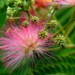 Albizia julibrissin/ Selyemakác