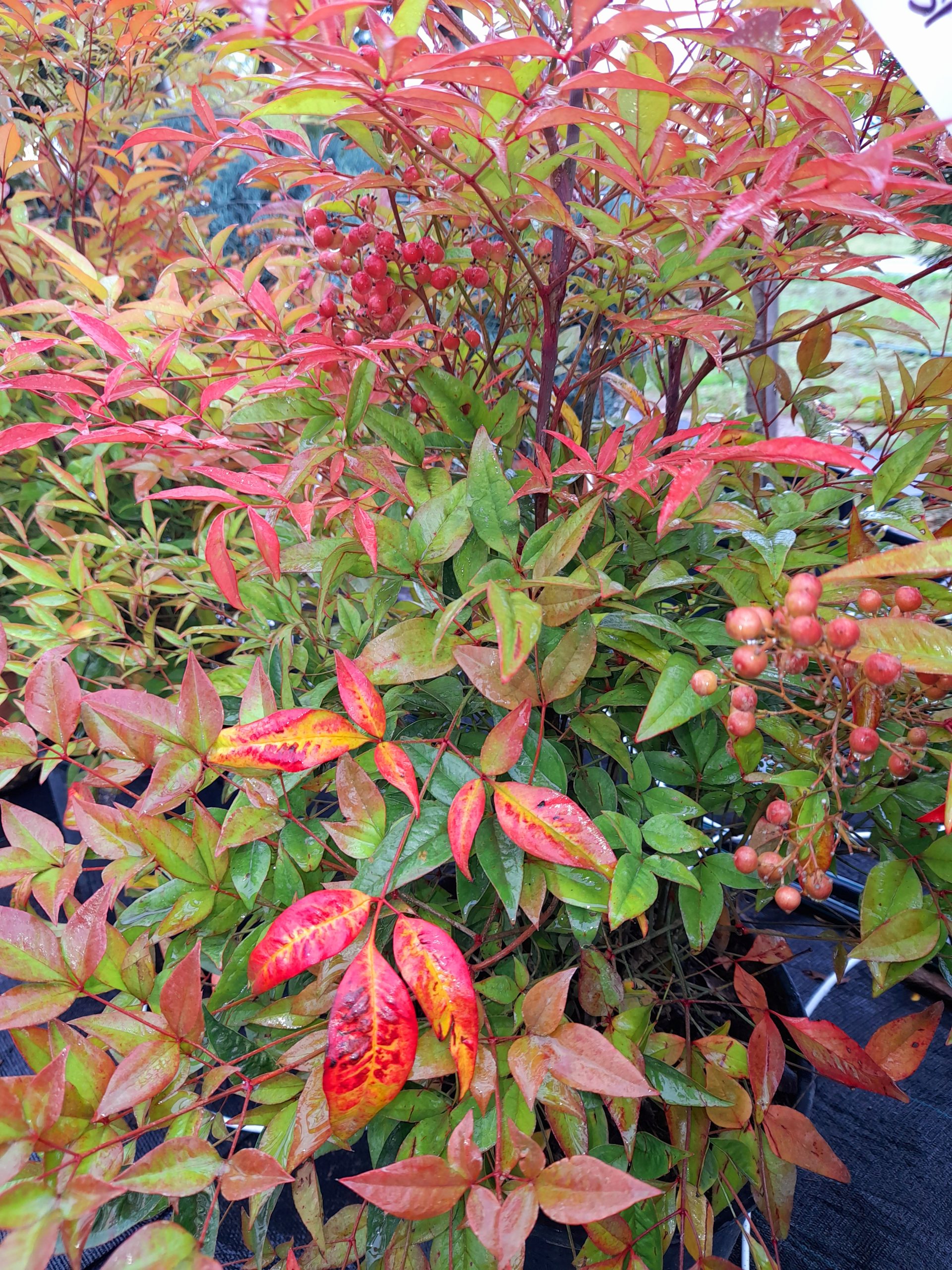 Nandina domestica 'Gulf Stream'/ Japán szentfa - Image 3