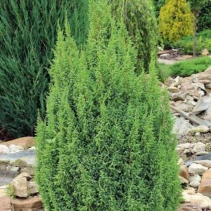 Juniperus pingii Loderi/ Törpe himálajai boróka