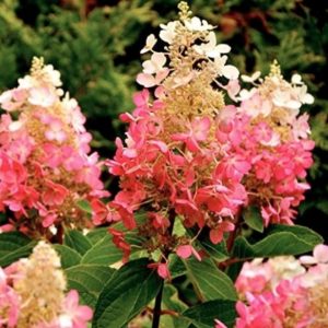 Hydrangea paniculata 'Pink Diamond'/ Rózsaszín bugás hortenzia