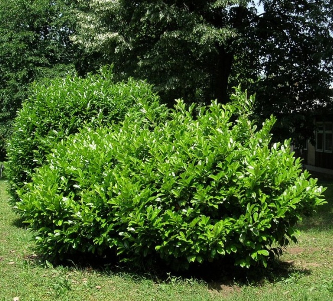 Prunus laurocerasus 'Mano'/ Törpe babérmeggy - Image 2