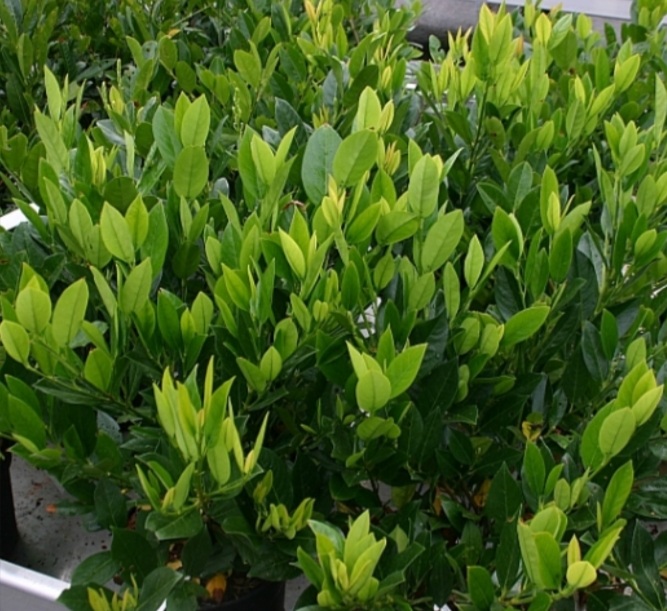 Prunus laurocerasus 'Mano'/ Törpe babérmeggy