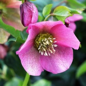 Helleborus orientalis 'Pink Lady'/ Keleti Hunyor