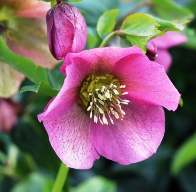 Helleborus orientalis 'Pink Lady'/ Keleti Hunyor