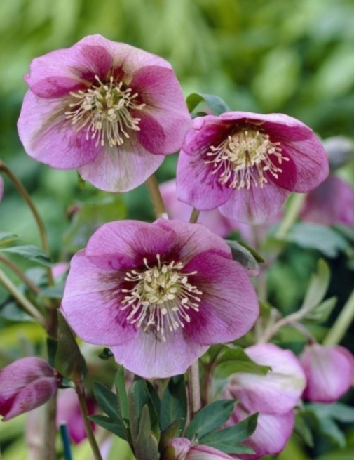 Helleborus orientalis 'Pink Lady'/ Keleti Hunyor - Image 2