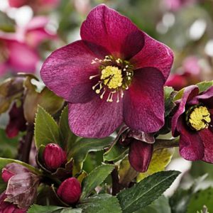 Helleborus orientalis 'Red Hybrids'/ Keleti Hunyor