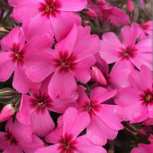Phlox subulata 'Goldiphlox Rose'/ Árlevelű lángvirág