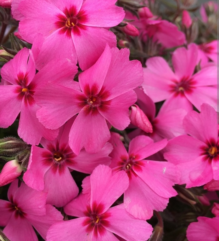 Phlox subulata 'Goldiphlox Rose'/ Árlevelű lángvirág
