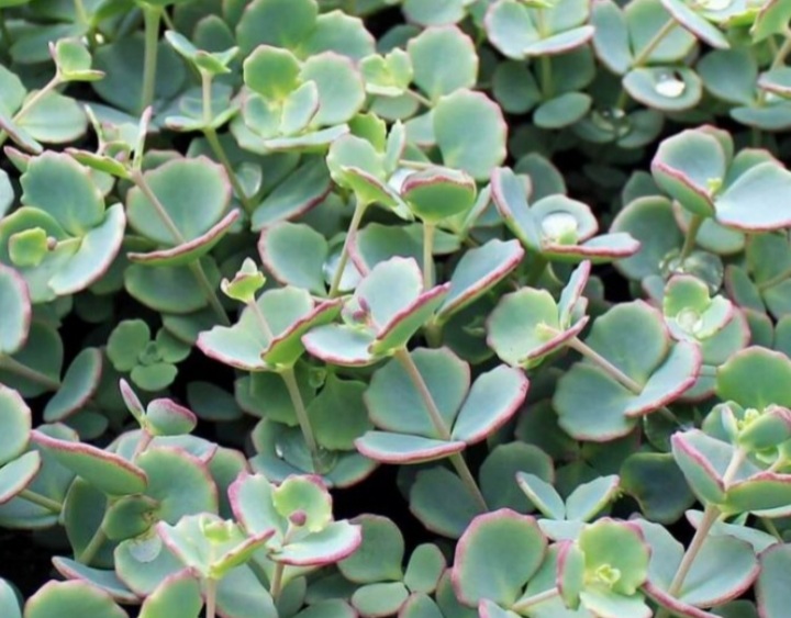 Sedum sieboldii 'Bright Pink'/ Októberi varjúháj