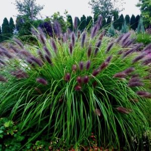 Pennisetum alopecuroides 'Black Beauty'/ Évelő tollborzfű