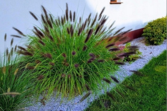 Pennisetum alopecuroides 'Black Beauty'/ Évelő tollborzfű - 2. kép