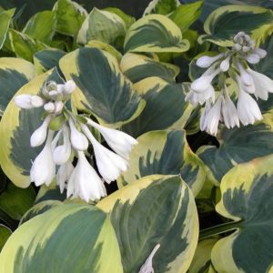 Hosta 'Snow Cap'/ Árnyékliliom