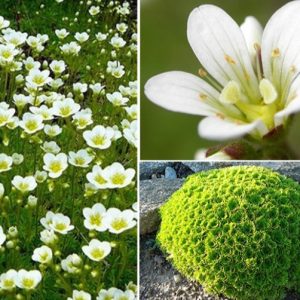 Saxifraga arendsii 'Alpino Early White'/ Mohalevelű kőtörőfű