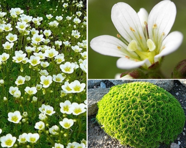 Saxifraga arendsii 'Alpino Early White'/ Mohalevelű kőtörőfű