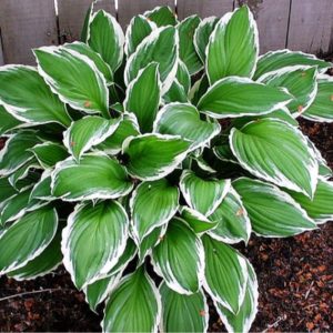 Hosta undulata 'Albomarginata'/ Árnyékliliom