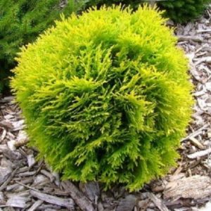 Thuja occidentalis 'Danica Aurea'/ Törpe arany nyugati tuja