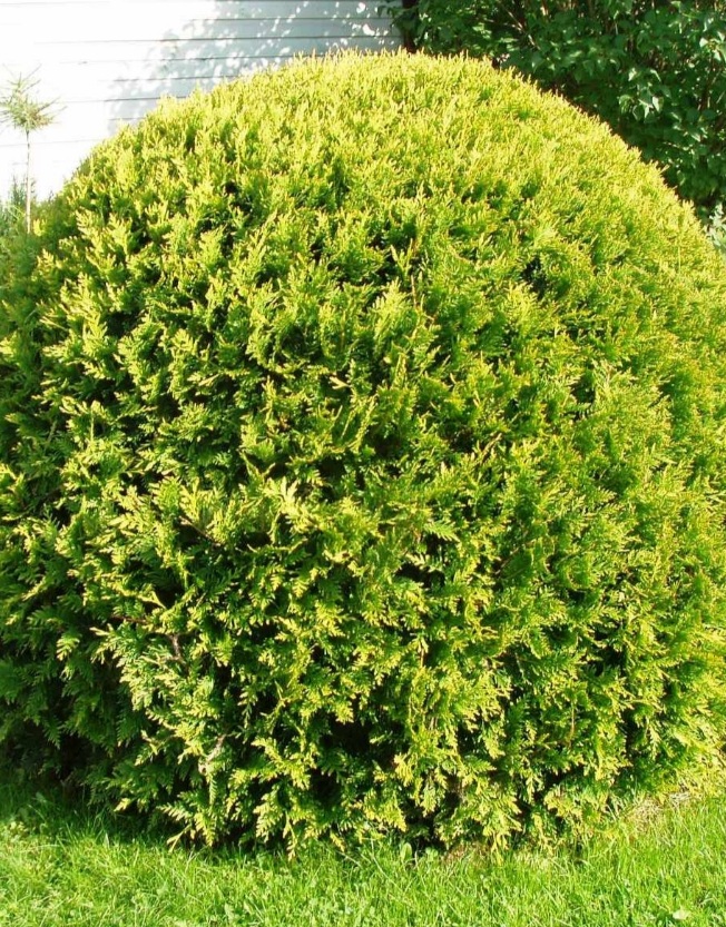 Thuja occidentalis 'Danica Aurea'/ Törpe arany nyugati tuja - Image 2